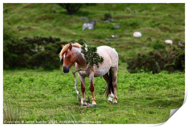 Wild Pony having a scratch Bodmin Moor Cornwall Print by James Brunker