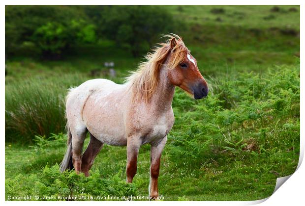 Portrait of Wild Pony Bodmin Moor Cornwall Print by James Brunker