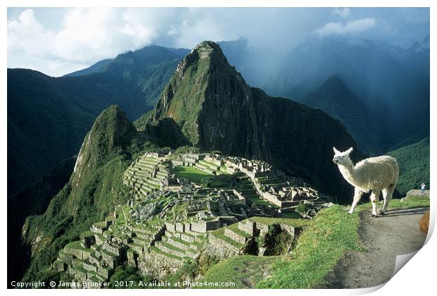 Llama Enjoying the View at Machu Picchu Peru Print by James Brunker