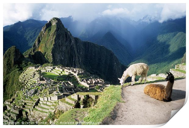 Llamas at Inca City of Machu Picchu Peru Print by James Brunker