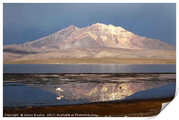 Chilean Flamingo and Lake Chungara Chile Print by James Brunker