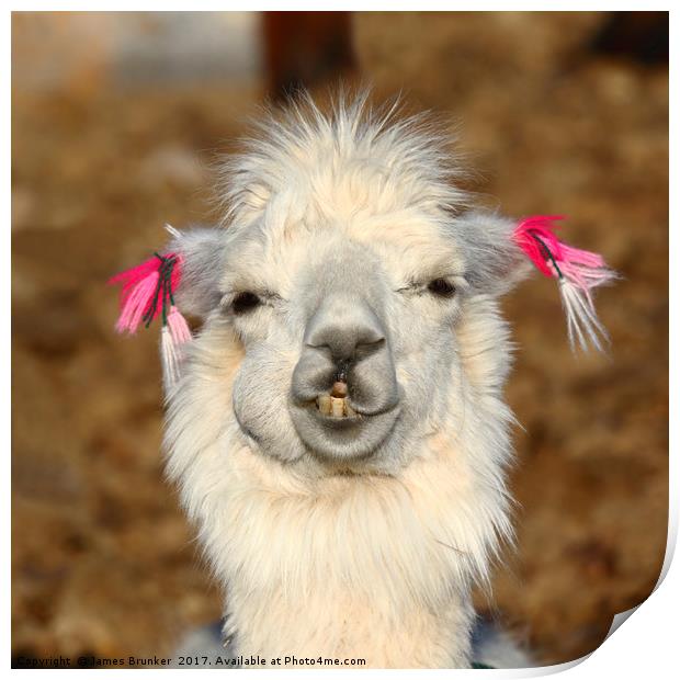 Smiling llama portrait Print by James Brunker