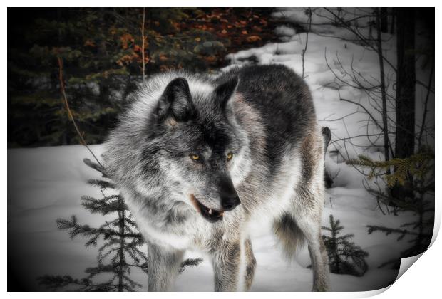 Hungry Wolf Print by Carl Brownell
