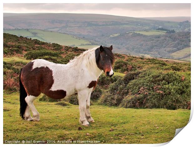 Dartmoor Pony Print by Nymm Gratton