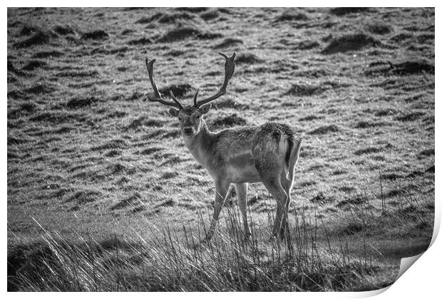 Fallow Deer Stag Print by Paul Wheeler
