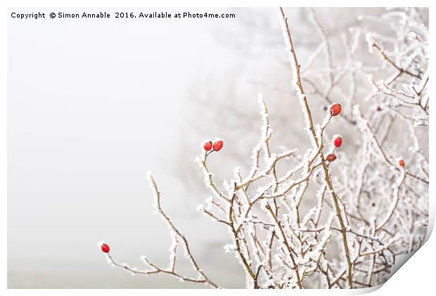 Winter Berries Print by Simon Annable