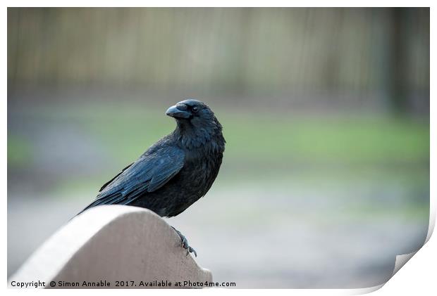 Alert Crow Print by Simon Annable
