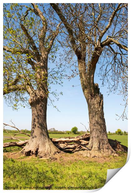 Old Trees Together Print by Simon Annable