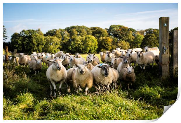 a flock of sheep standing at a gateway Print by Caroline Burton