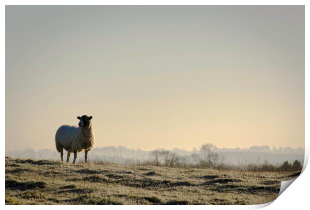 A lone sheep Print by Caroline Burton