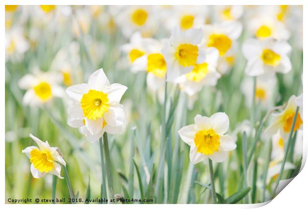 White and yellow daffodils Print by steve ball