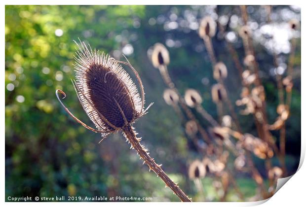 Teasel flower in Autumn sunlight Print by steve ball