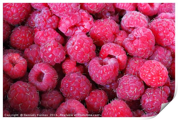 raspberries Print by Gennady Kurinov