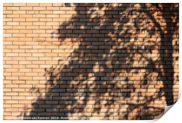 tree shadow on brick wall Print by Gennady Kurinov