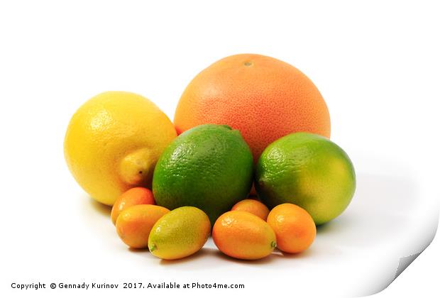 citrus fruits Print by Gennady Kurinov