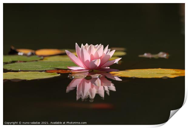 Pink lotus water lily flower and green leaves in pond Print by nuno valadas