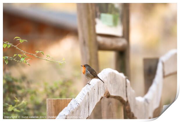 Robin Redbreast on a wood fence. European Robin Print by nuno valadas