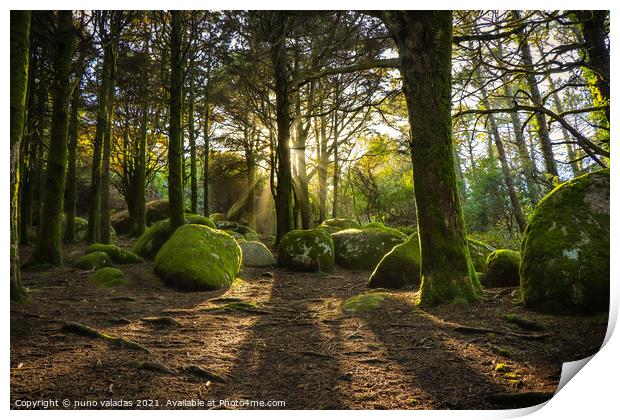 Forest in spring with beautiful bright sun rays.  Print by nuno valadas