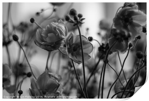 Japanese Wind Flowers Print by Iain Fielding