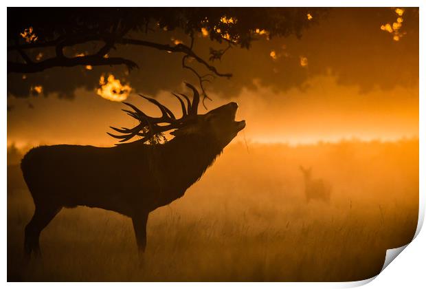 The Call Print by Stephen Darlington