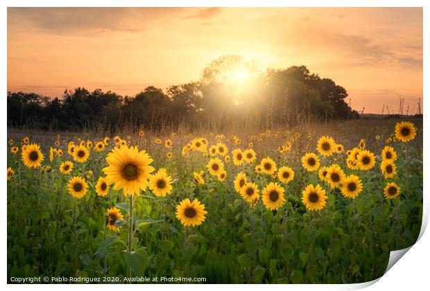 Sunflowers Print by Pablo Rodriguez