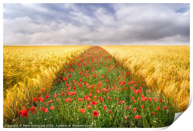 Poppies Field Print by Pablo Rodriguez