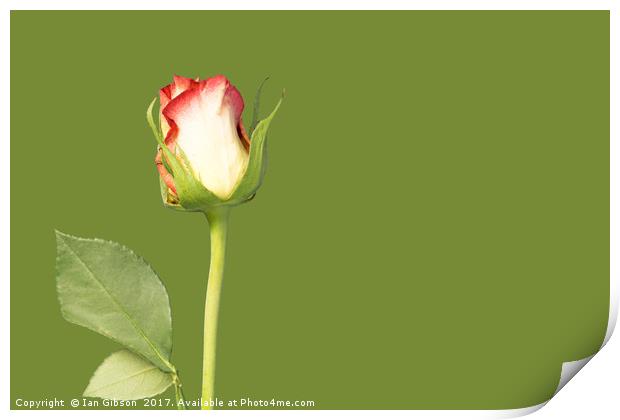 A single rose flower and stem on green background Print by Ian Gibson