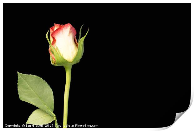 A single rose flower and stem on black background Print by Ian Gibson