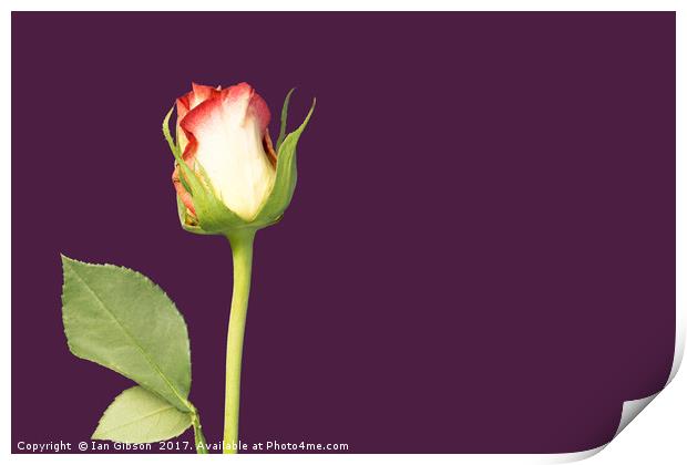 A single rose flower and stem on mauve, or purple, Print by Ian Gibson