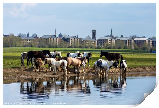 A herd of horses grazing on Port Meadow, Oxford ,Enland, UK Print by Joy Walker