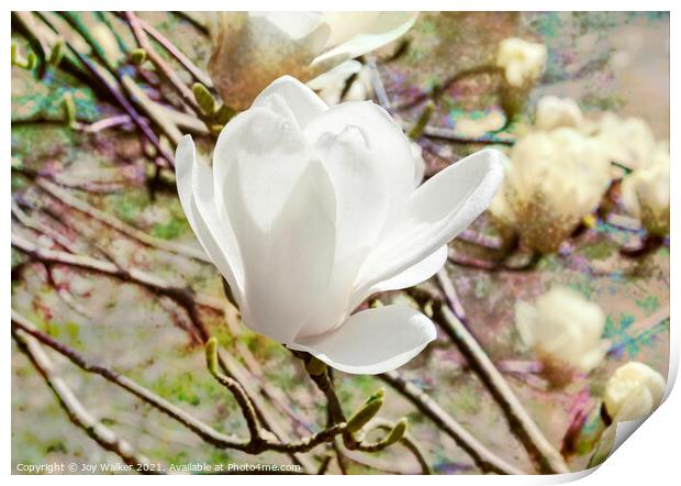 Magnolia Denudata Print by Joy Walker