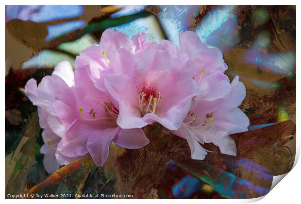 Rhododendron Yakushimanum Print by Joy Walker