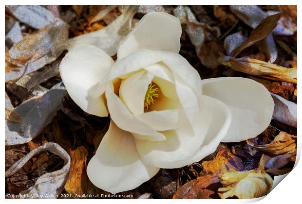 A single bloom of Magnolia Denudata  Print by Joy Walker
