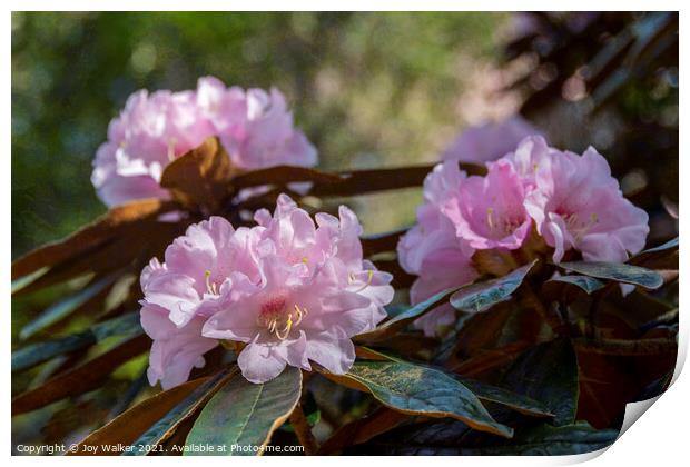 Bureaui x yakushimanum Rhododendron shrub Print by Joy Walker