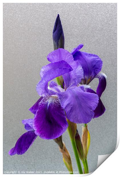 Purple Flag Iris Print by Joy Walker