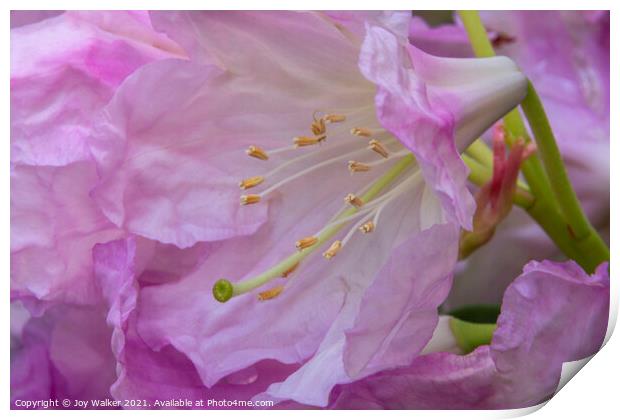 A close-up of a rhododendron flower and stamens Print by Joy Walker