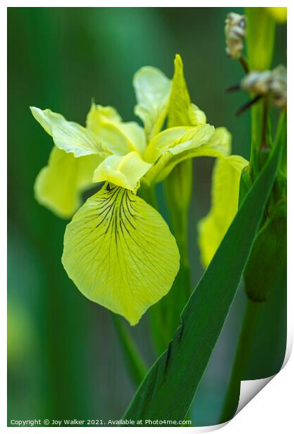 Yellow flag Iris Print by Joy Walker