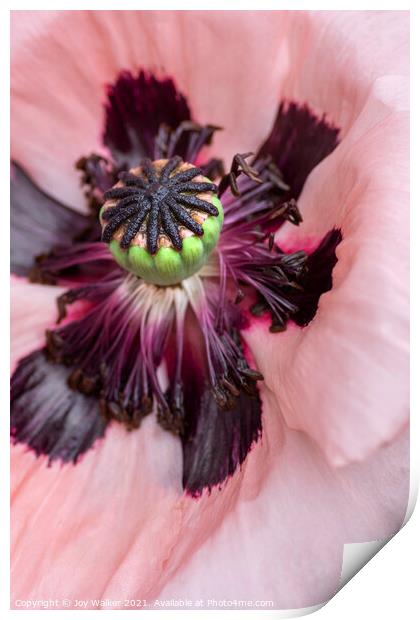 Single pink garden poppy Print by Joy Walker