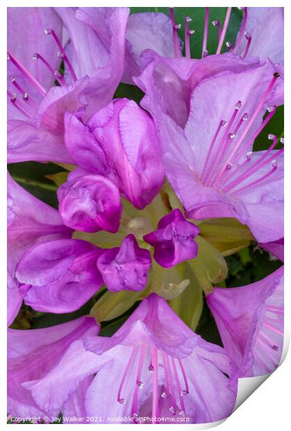 Rhododendron flower Print by Joy Walker