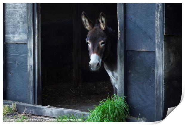 A donkey looking out of his stable Print by Joy Walker