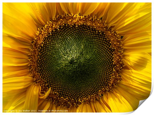 A close-up of a sunflower face Print by Joy Walker