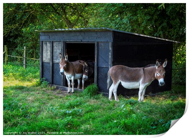 Three donkeys around their stable Print by Joy Walker