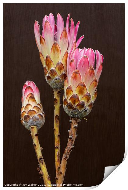 3 Protea flowers Print by Joy Walker