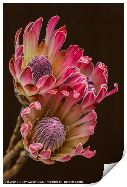 Three Protea flowers Print by Joy Walker