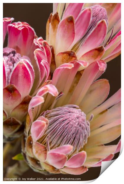 Three Protea flowers Print by Joy Walker