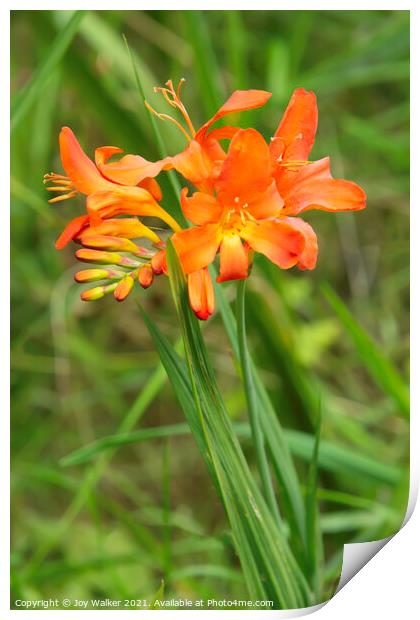 Orange Crocosmia flowers growing in a woodland setting Print by Joy Walker