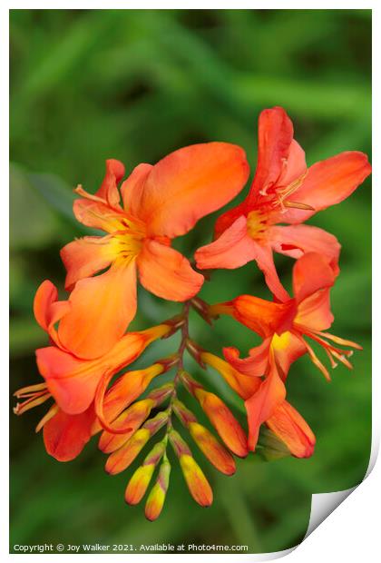 Orange Crocosmia flowers growing in a woodland setting Print by Joy Walker