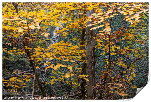 Autumn Beech leaves, Burnham woods, Buckinghamshir Print by Joy Walker