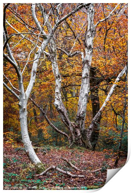 Beautiful silver Birch trees in the Autumn, Burnha Print by Joy Walker