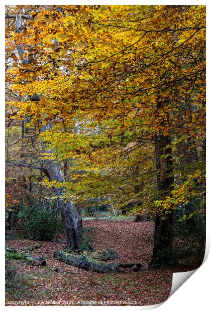 Trees with their beautiful Autumn coloured leaves, Print by Joy Walker